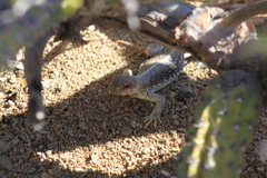 Dipsosaurus catalinensis