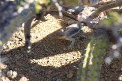 Dipsosaurus catalinensis