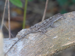 Anolis homolechis