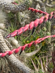 Tillandsia secunda