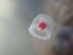 Turritopsis rubra