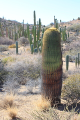 Ferocactus diguetii