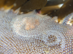 Corambe pacifica