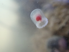 Turritopsis rubra