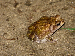Cuban Small-Eared Toad photo 2