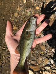 Micropterus coosae
