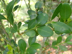 Buxus sinica