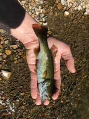 Micropterus coosae