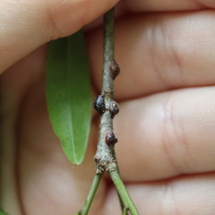 Parthenolecanium quercifex