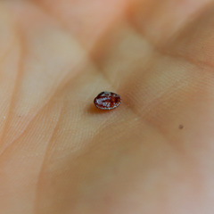 Parthenolecanium quercifex