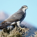 Northern Goshawk - Photo (c) psweet, some rights reserved (CC BY-SA), uploaded by psweet