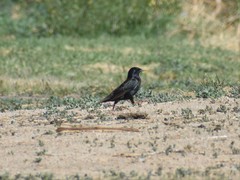 Sturnus vulgaris