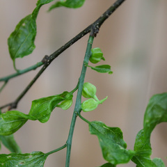 Celticecis semenrumicis