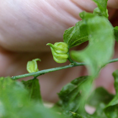 Celticecis semenrumicis