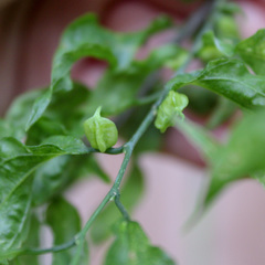 Celticecis semenrumicis