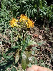 Senecio nemorensis