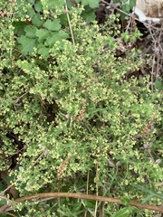 Galium martirense