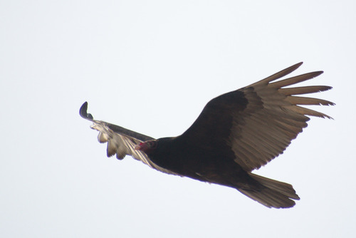Turkey Vulture photographed in Illinois
