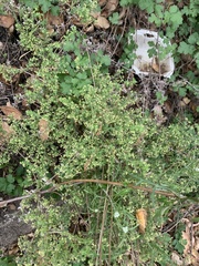 Galium martirense