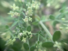 Galium martirense