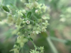 Galium martirense