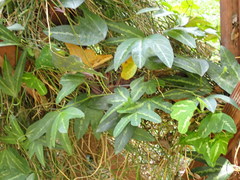 Passiflora porophylla