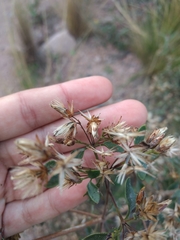 Austrobrickellia patens
