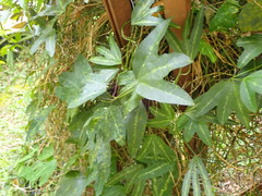 Passiflora porophylla