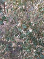 Austrobrickellia patens