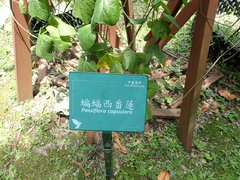 Passiflora capsularis