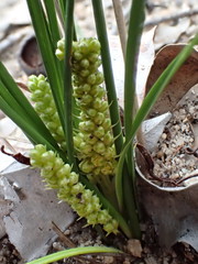 Lomandra caespitosa