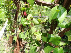 Passiflora capsularis