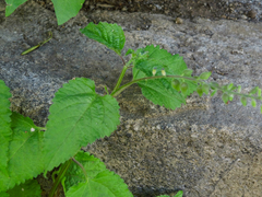 Priva lappulacea