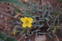 Senna pumilio
