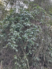 Gnetum montanum