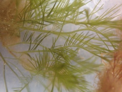 Bryopsis
