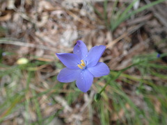 Orthrosanthus polystachyus