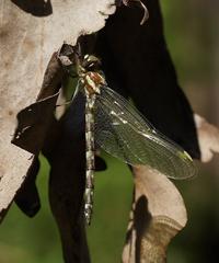 Eusynthemis guttata
