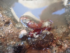 Taeniogyrus dunedinensis