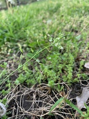 Capsella bursa-pastoris