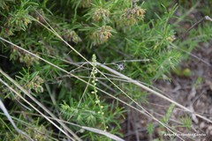 Reseda stricta