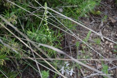 Reseda stricta