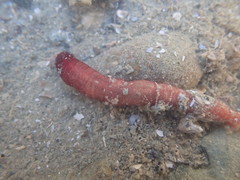 Taeniogyrus dunedinensis