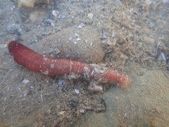 Taeniogyrus dunedinensis