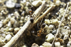 Dorymyrmex bicolor