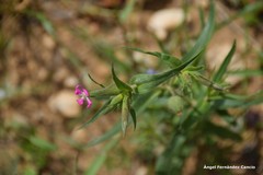 Silene conica