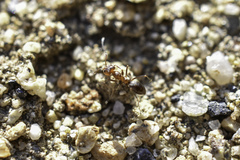 Dorymyrmex bicolor