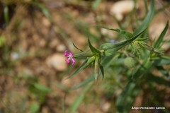 Silene conica