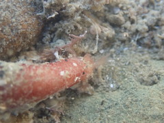 Taeniogyrus dunedinensis