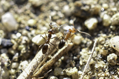 Dorymyrmex bicolor